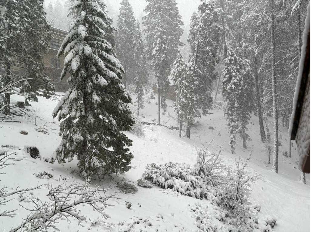 Half Dome Haven winter — snowy forest view from cabin